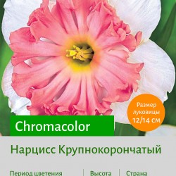 Нарцисс Крупнокорончатый (Large-Cupped) Chromacolor